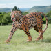 Wildcrete Leopard
